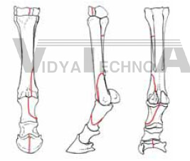 Equine Forelimb, fractured, hoof, foam coat Fracture set 1